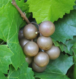 Carlos Muscadine