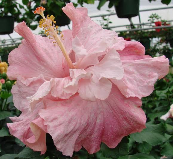 Chiffon Pink Cajun Hibiscus