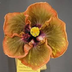 Chocolate Imp Cajun Hibiscus