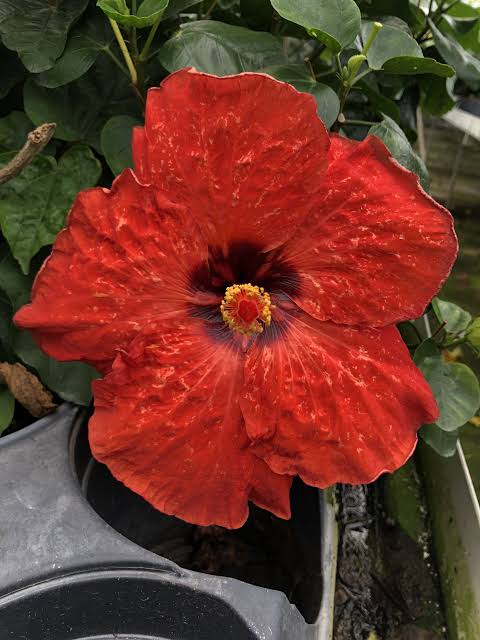 Cinnamon Crush Cajun Hibiscus