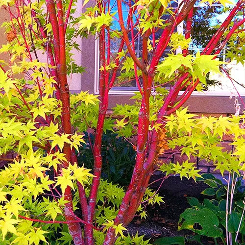 Coral Bark Japanese Maple