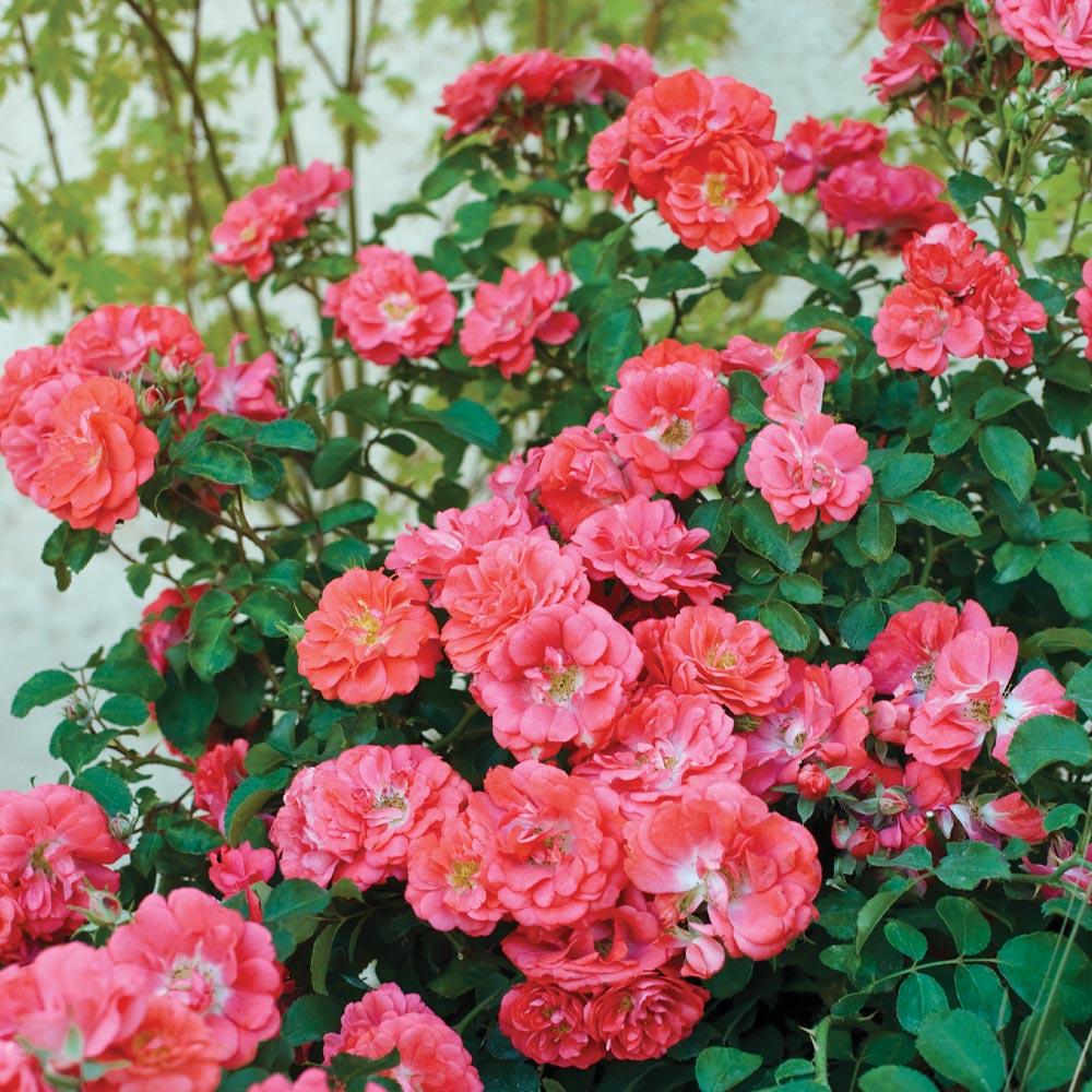 Coral Drift Rose