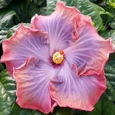 Creole Lady Cajun Hibiscus