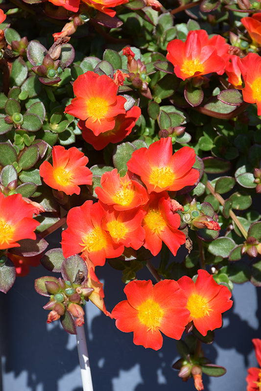Carrot Cupcake Portulaca