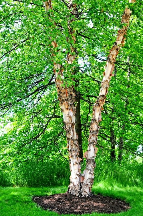 River Birch Tree