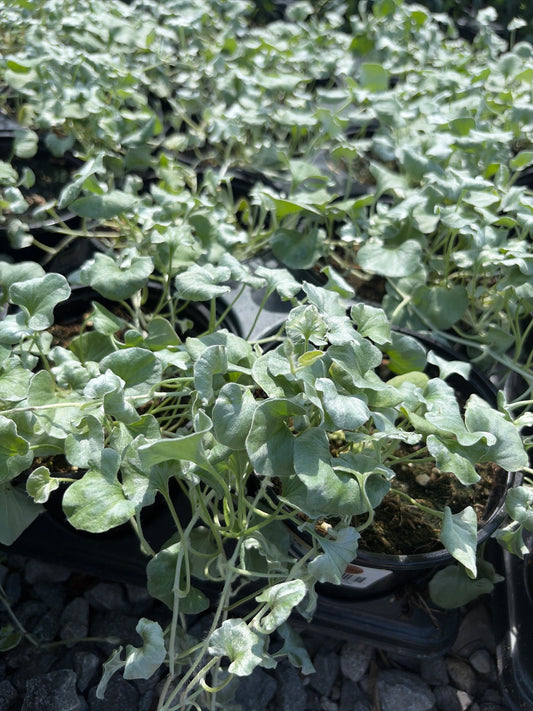 Dichondra Silver Falls