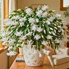 White Christmas Cactus