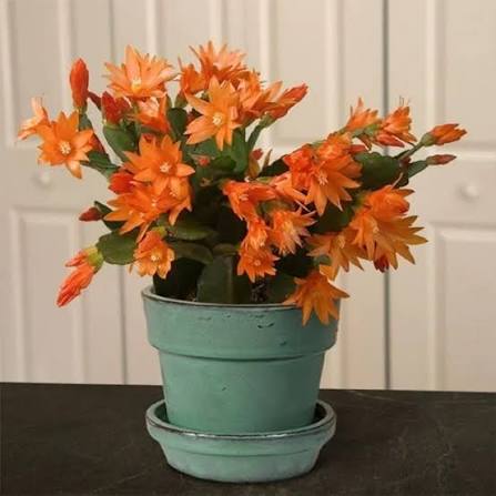Orange Christmas Cactus