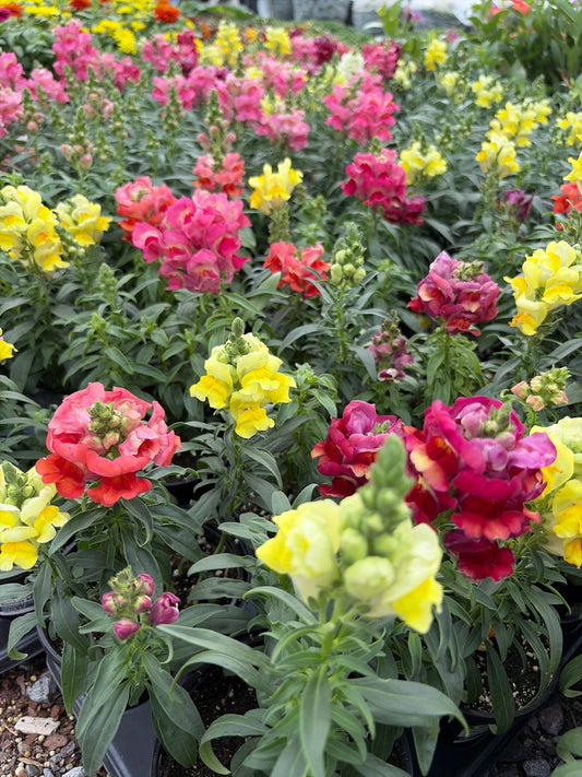 Snapdragons