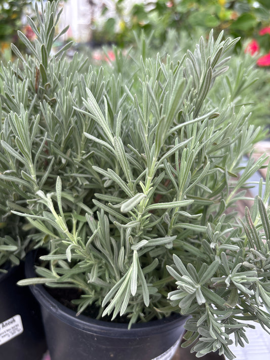 Sto Anouk Lavender