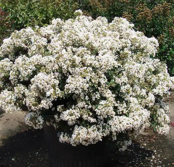 Diamond Dazzle Dwarf Crape Myrtle
