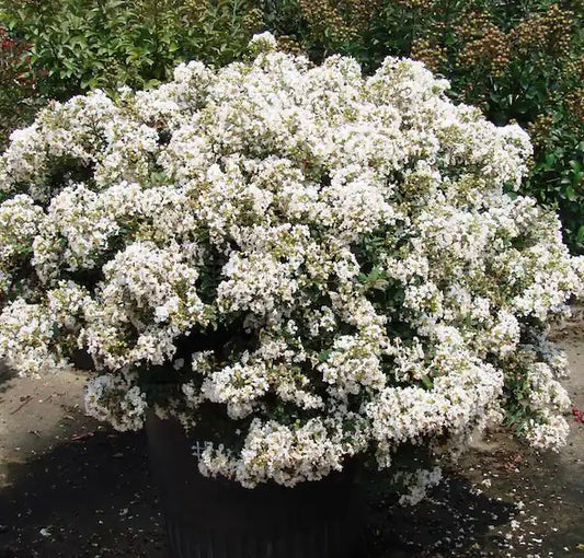 Diamond Dazzle Dwarf Crape Myrtle
