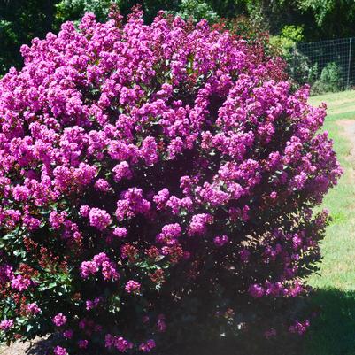 Enduring Summer Lavender Crape myrtle