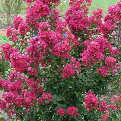 Enduring Summer Fuchsia Crape Myrtle
