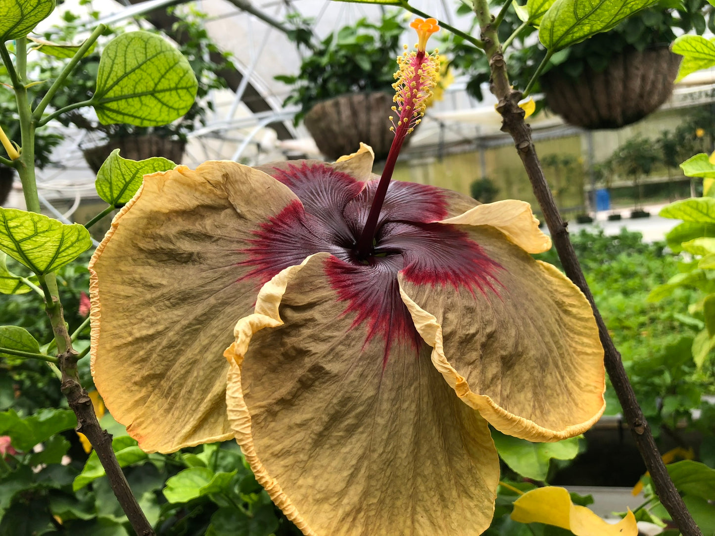 Dark Secret Cajun Hibiscus