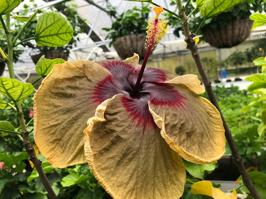 Dark Secret Cajun Hibiscus