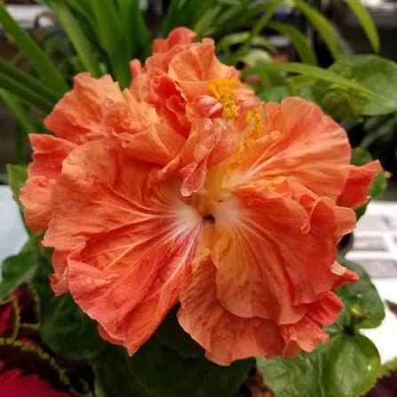 Daybreak Cajun Hibiscus Cajun Hibiscus
