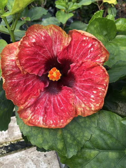 Dixie Jubilee Cajun Hibiscus