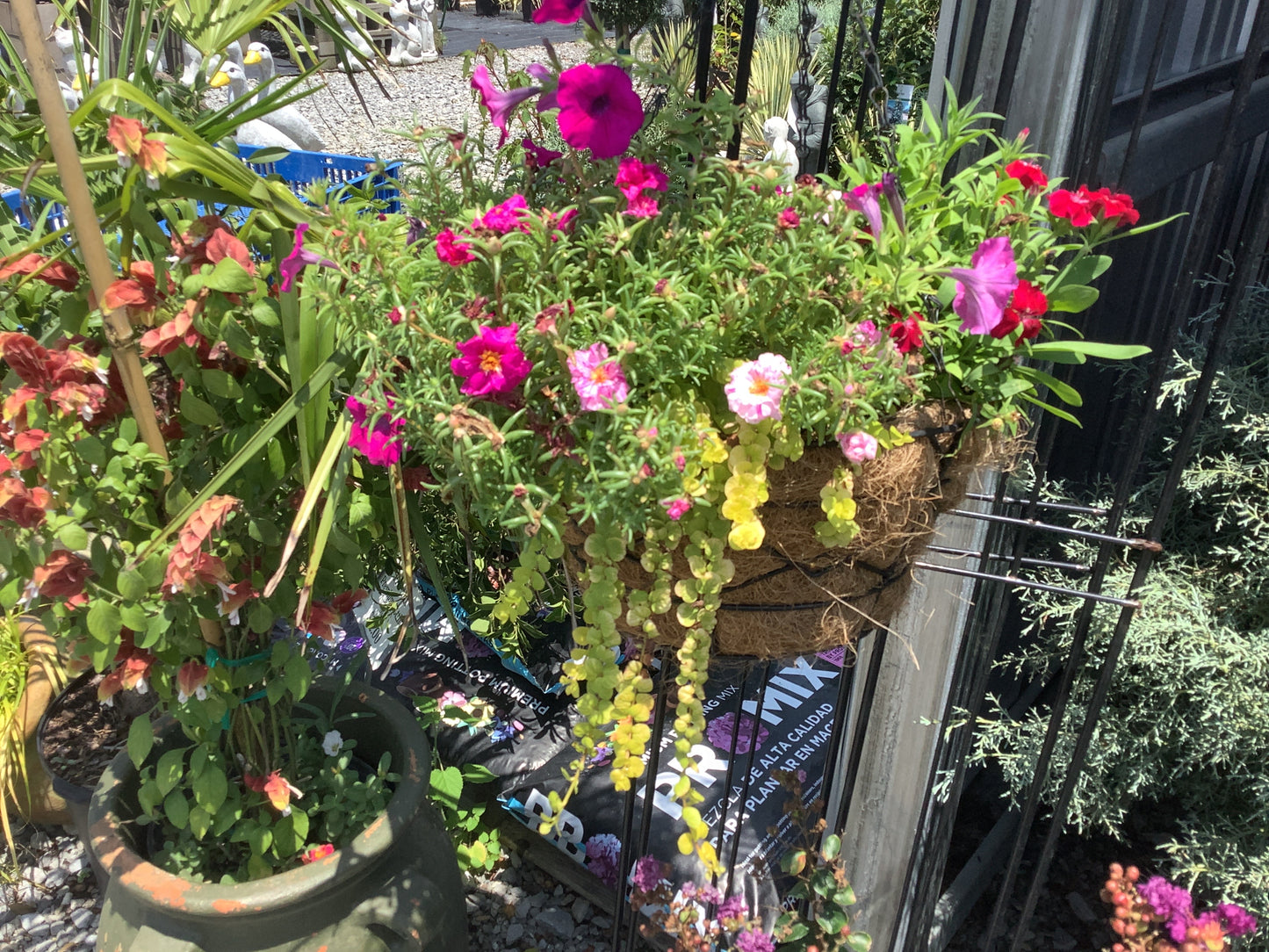 10” Mixmaster Hanging Baskets