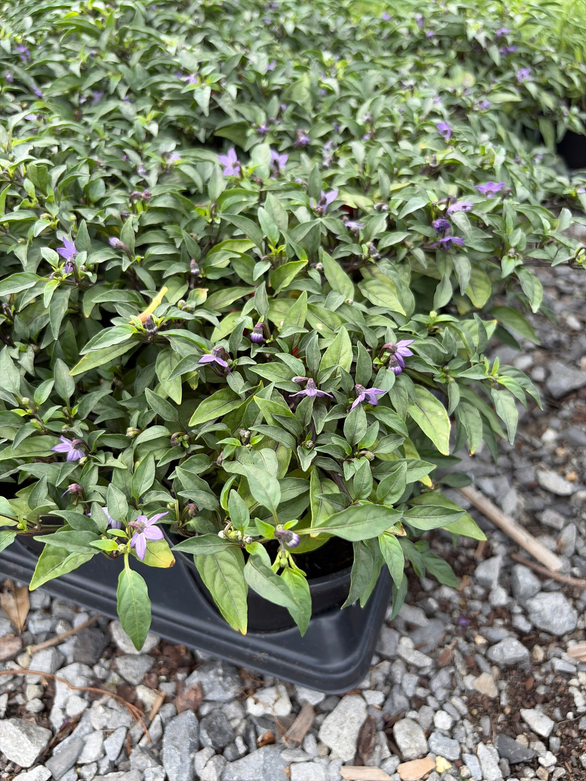 Ornamental Pepper, photo 2