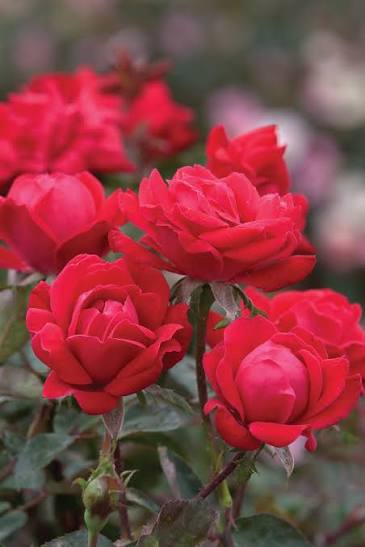 Double Red Knockout Rose