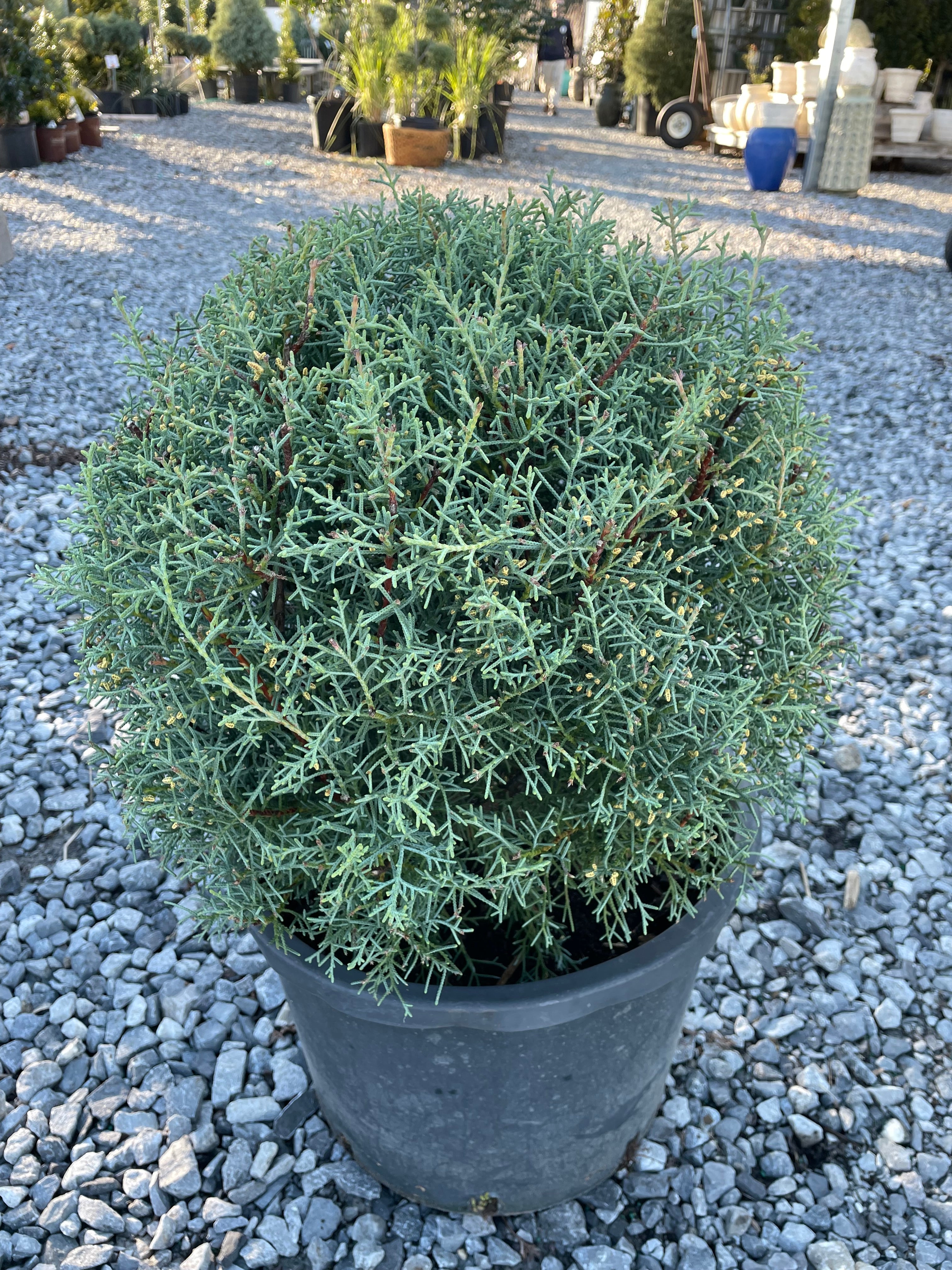 Carolina Sapphire Globe Topiary – Cane Row Nursery