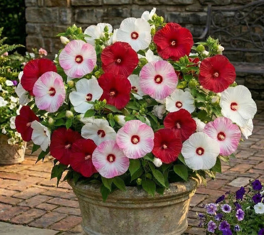 3-N-1 Luna Hardy Hibiscus