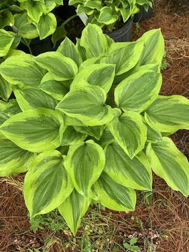 Golden Tiara Hosta