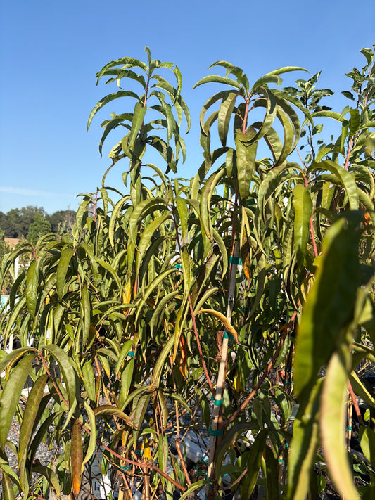 La Feliciana Peach