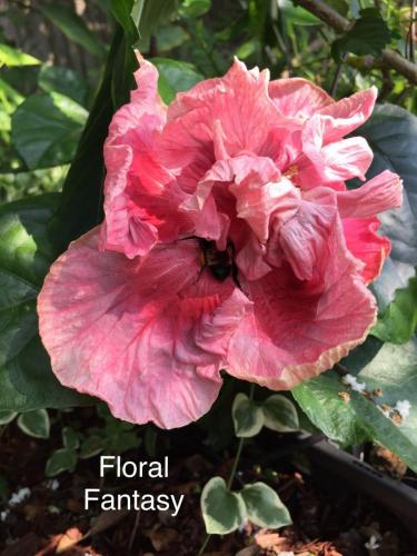 Floral Fantasy Cajun Hibiscus