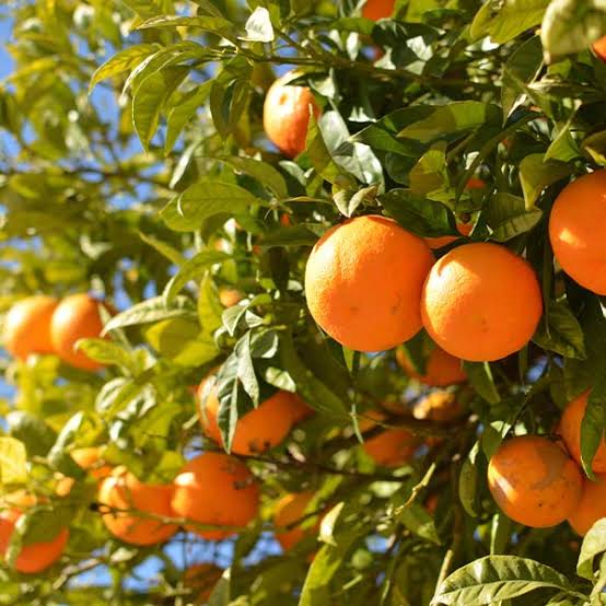 Hamlin Orange Tree | Louisiana Sweet