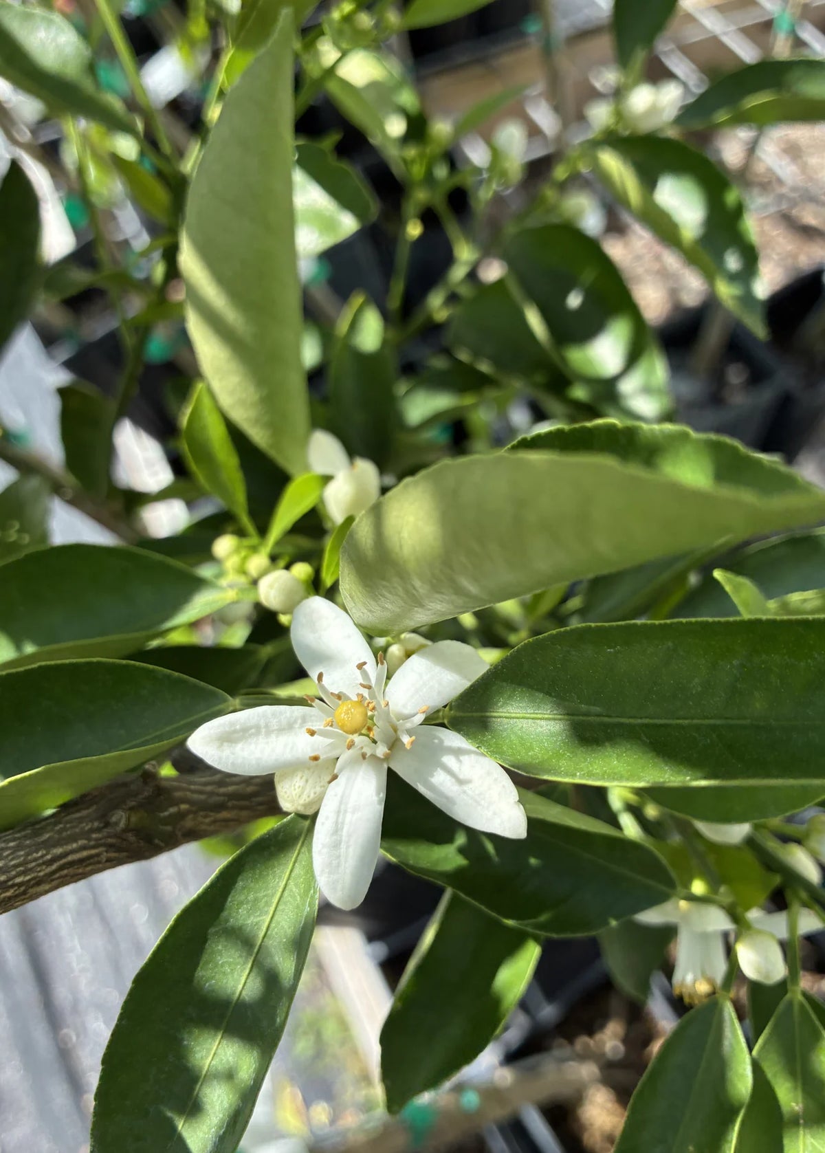 Hamlin Orange Tree | Louisiana Sweet, photo 2
