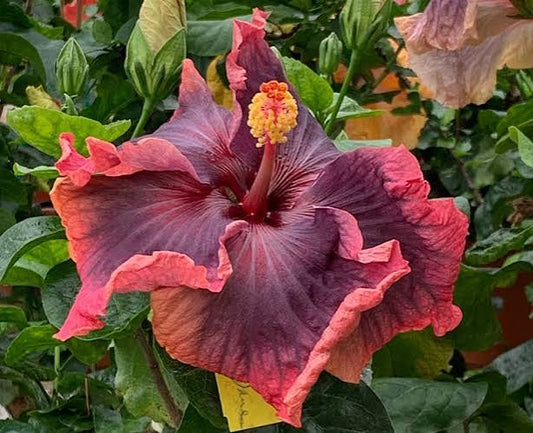Heart of Darkness Cajun Hibiscus
