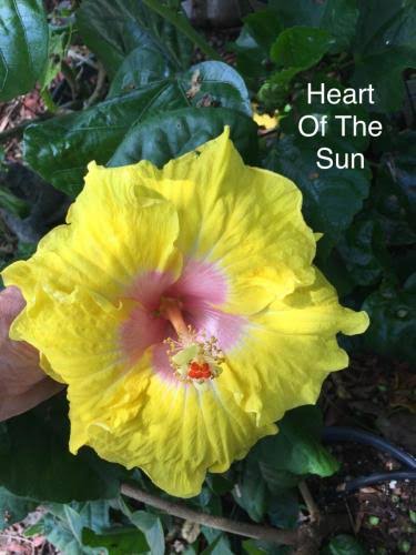 Heart of the Sun Cajun Hibiscus