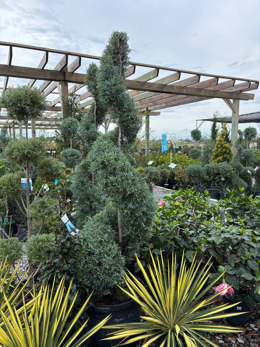 Carolina Sapphire Spiral Topiary