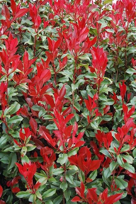Dynamo Red Top Photinia