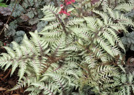 Pewter Lace Painted Fern