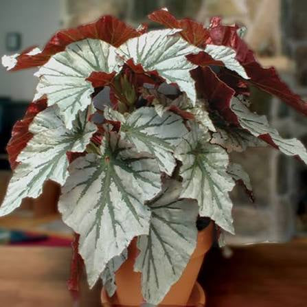 Looking Glass Begonia
