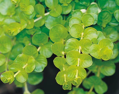Goldilocks creeping Jenny, a bright chartreuse ground cover with round leaves