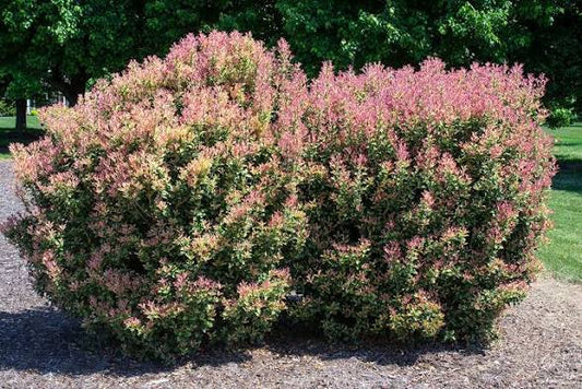 Party Lights Osmanthus