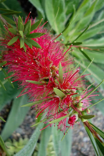Seemes Hardy Bottle Brush