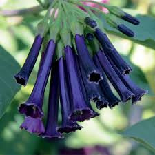 Royal Queen Angel Trumpet