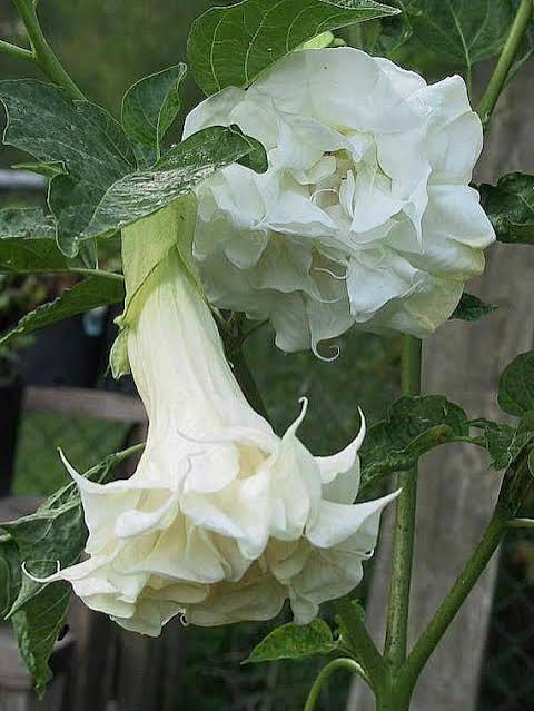 Double White Angel Trumpet