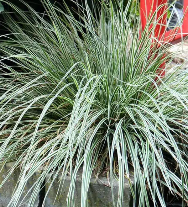 Everest Carex