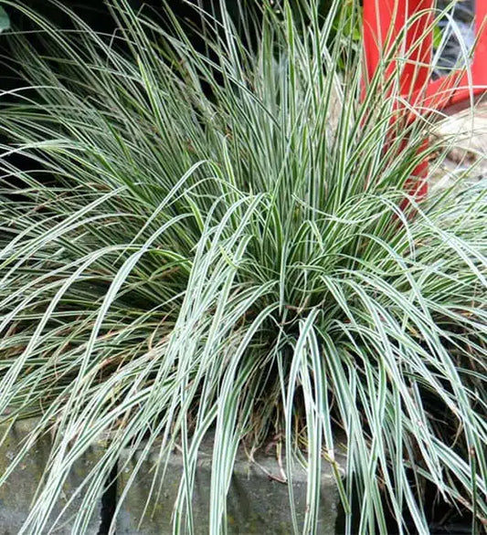 Evergold Carex