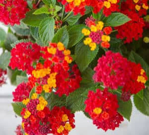Firestorm Lantana