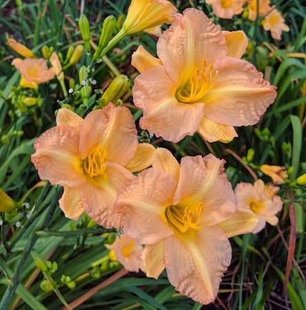 Butterscotch Ruffles Daylilies