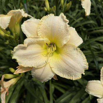 Pirates Treasure Daylily