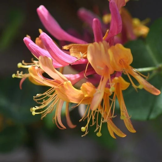 Coral Star Honeysuckle