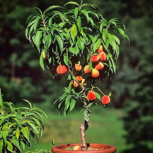 Bonanza Patio Peach Tree